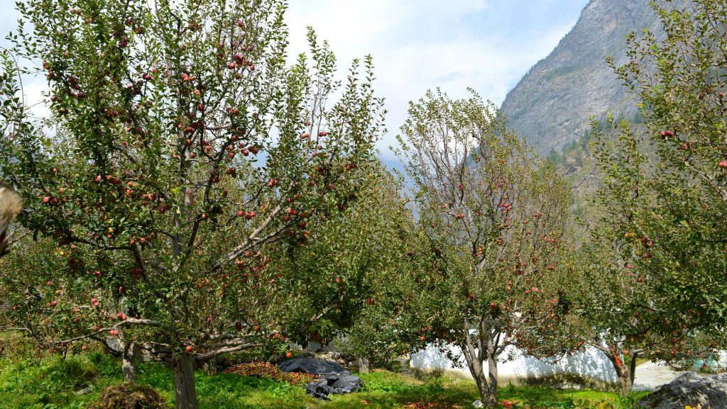 Harshil Valley with deodar forests and Bhagirathi River