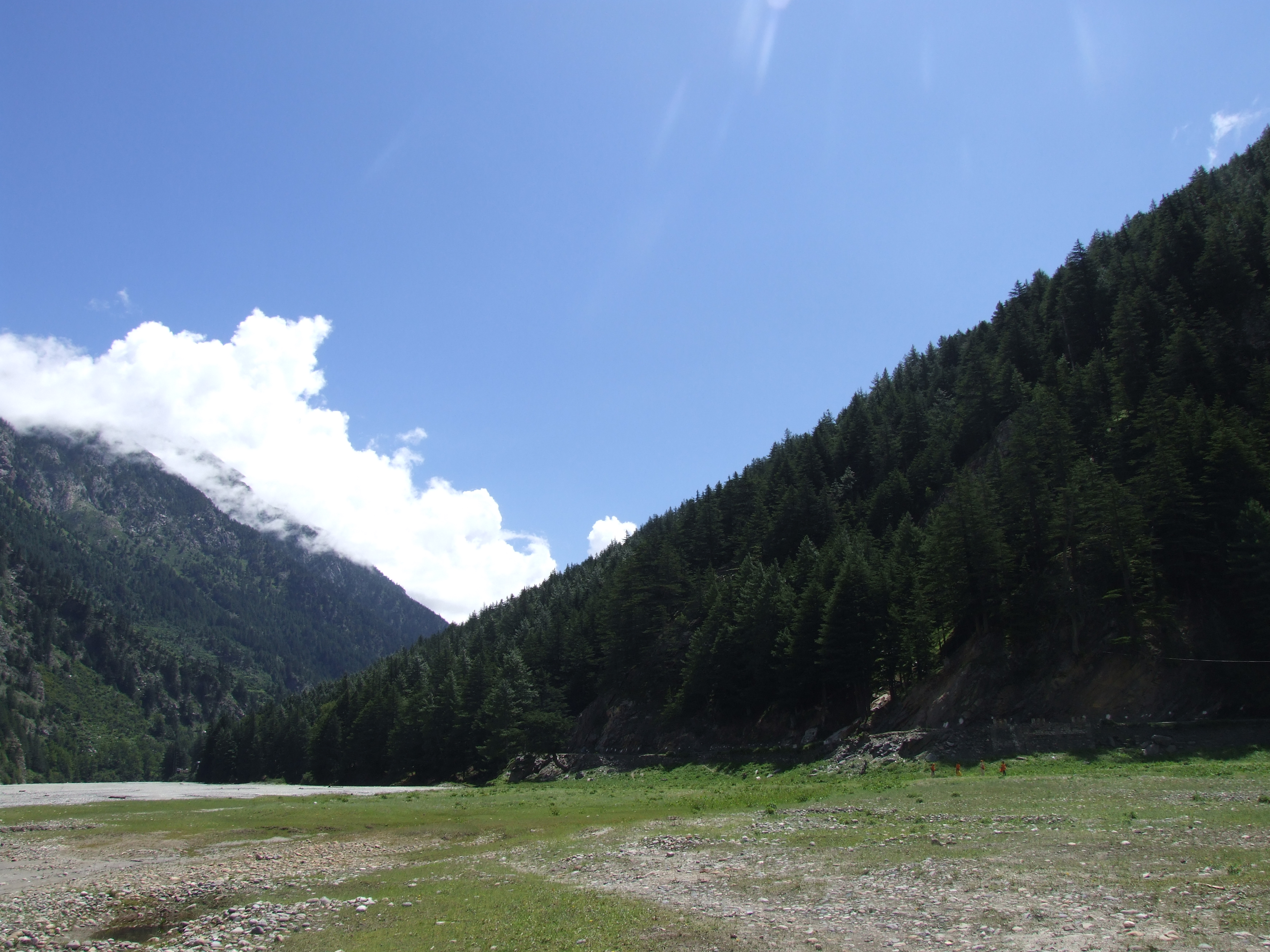 Deodar forests in Harshil Valley