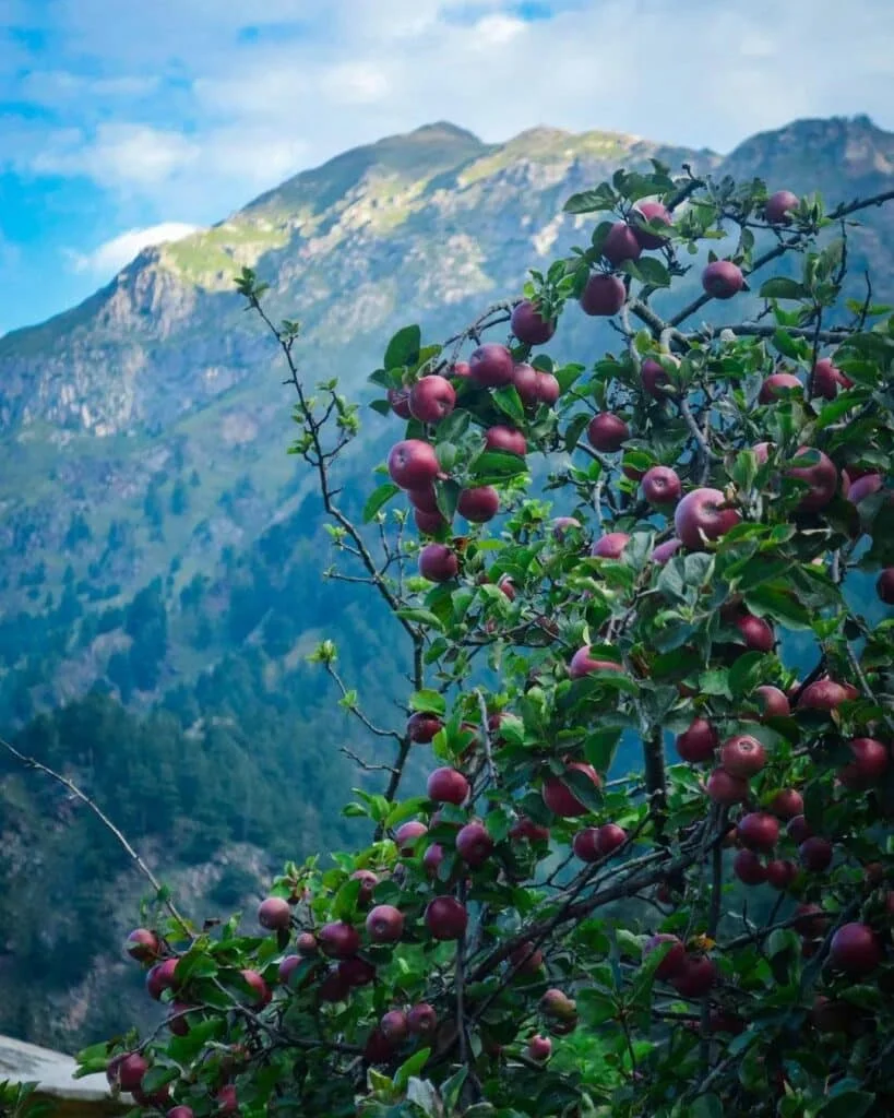 Apple orchards in spring bloom