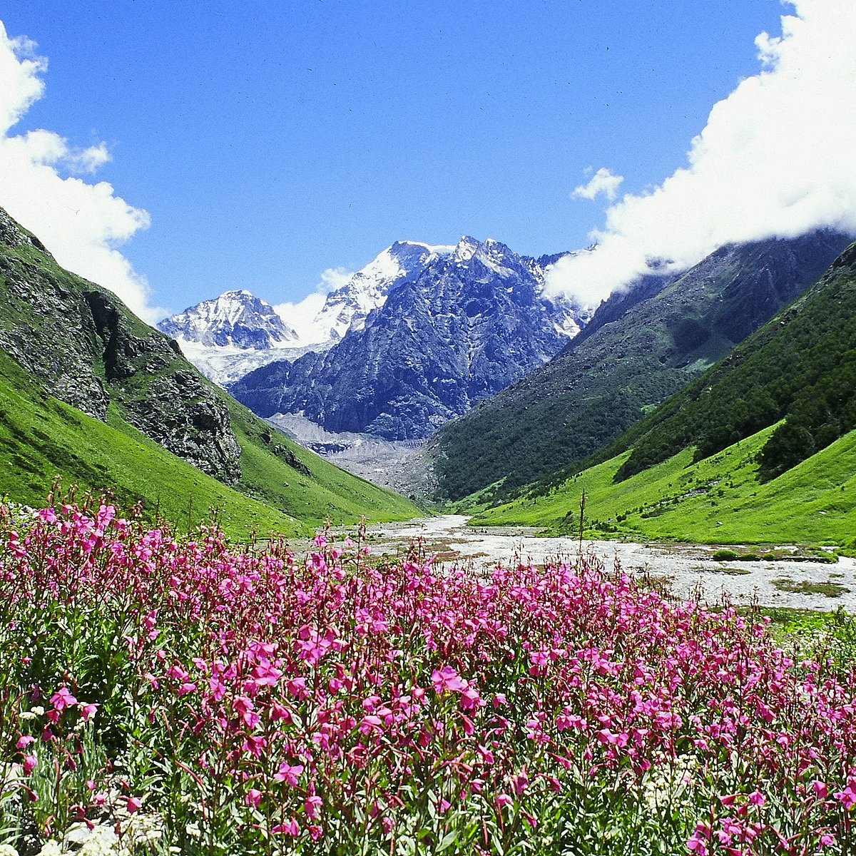 Valley of Flowers