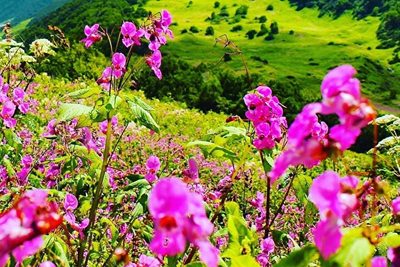 Pink flowers blooming in the valley